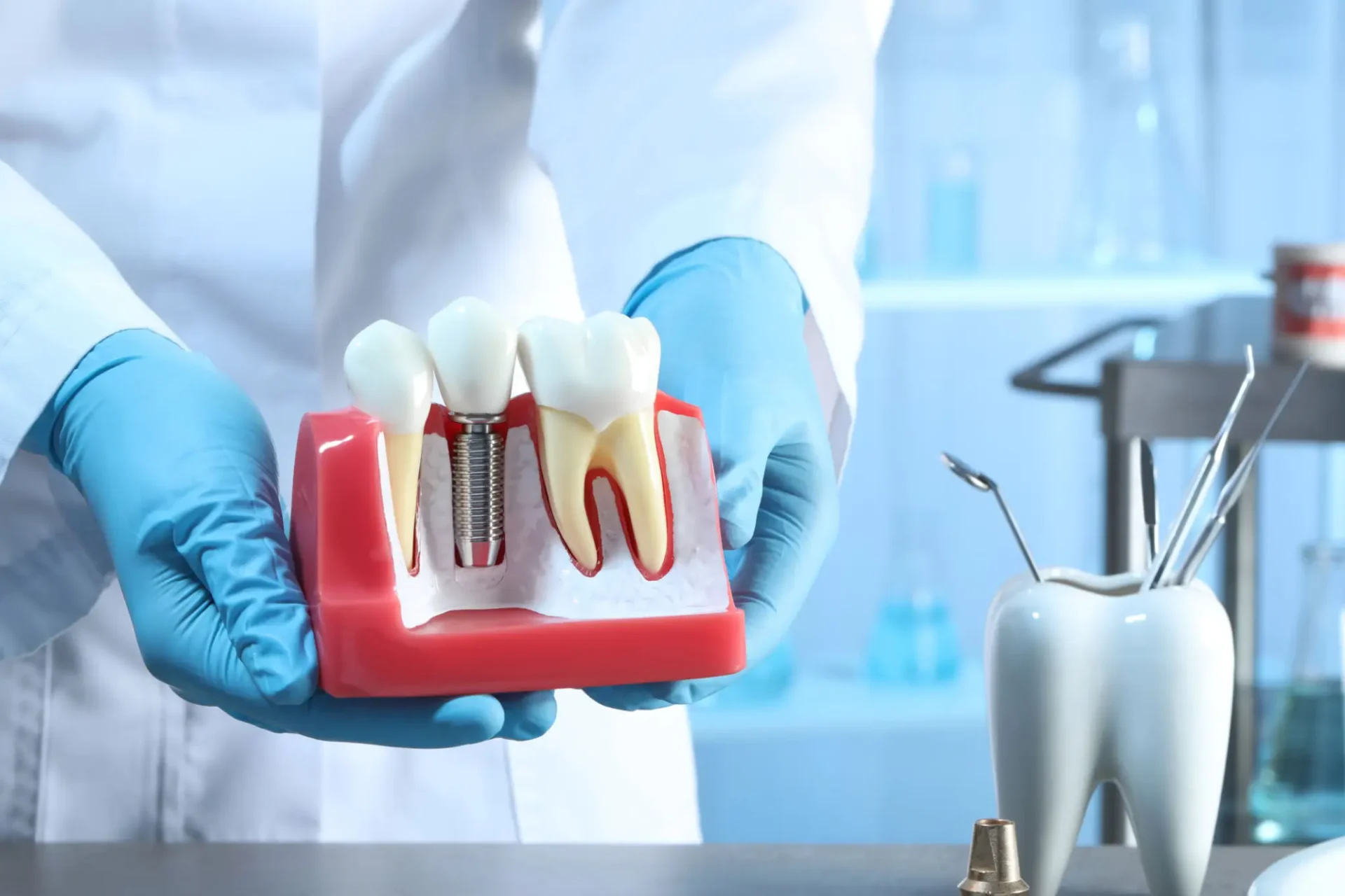 Dentist holding a model showing tooth structure and gums.
